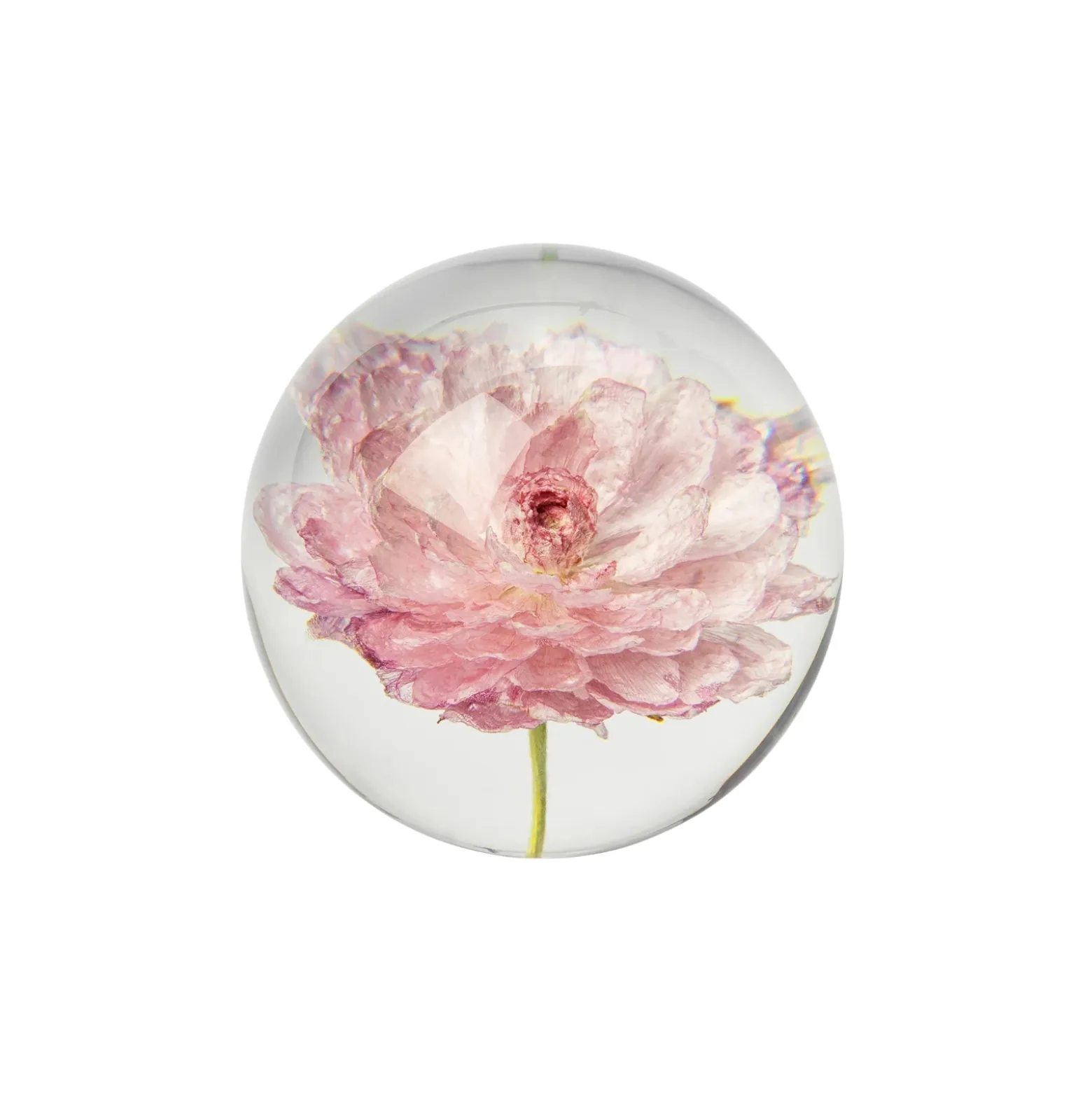 Pappersvikt Peony Rose Ranunkel 8 cm
